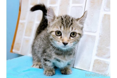 商談中の東京都のキンカロー-57745の7枚目