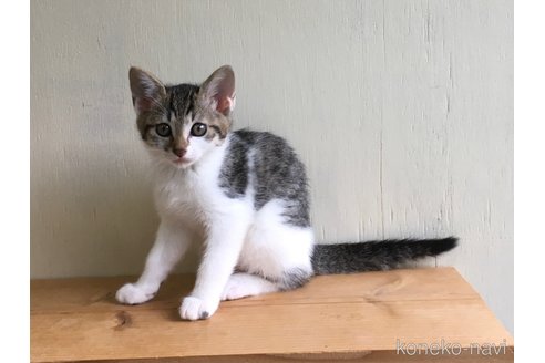 成約済の山梨県のその他の猫種-60294の2枚目