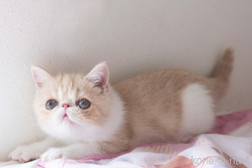 成約済の東京都のエキゾチックショートヘア-56859の22枚目