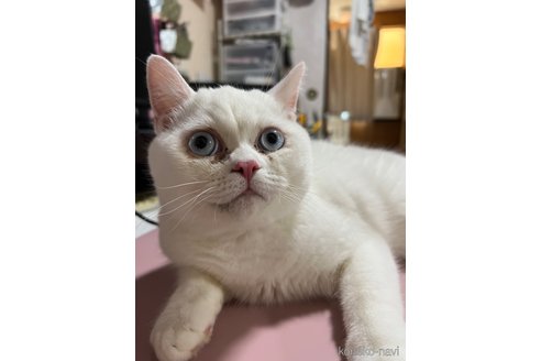 成約済の埼玉県のミックス-46705の18枚目
