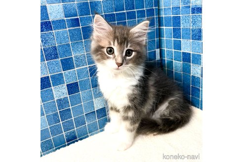 成約済の茨城県のノルウェージャンフォレストキャット-57304の17枚目