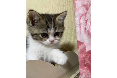 成約済の福岡県のペルシャ(チンチラ)-58205の1枚目