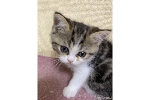 成約済の福岡県のペルシャ(チンチラ)-58205の3枚目