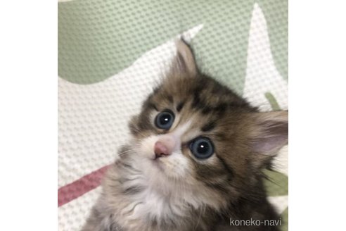 成約済の大阪府のミヌエット-60495の9枚目