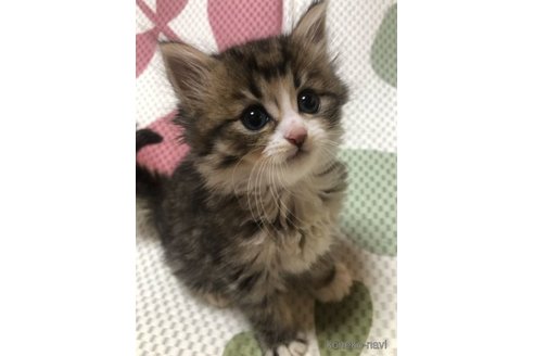 成約済の大阪府のミヌエット-60495の10枚目