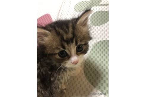 成約済の大阪府のミヌエット-60495の11枚目