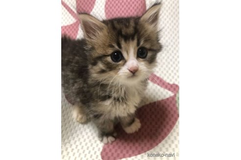 成約済の大阪府のミヌエット-60495の12枚目