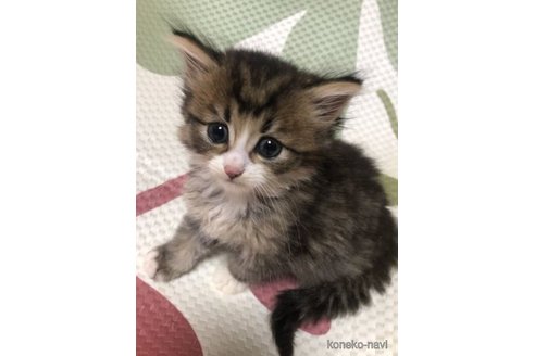 成約済の大阪府のミヌエット-60495の13枚目