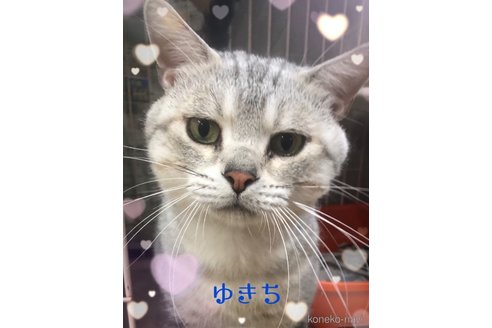 ゆきちくん1枚目