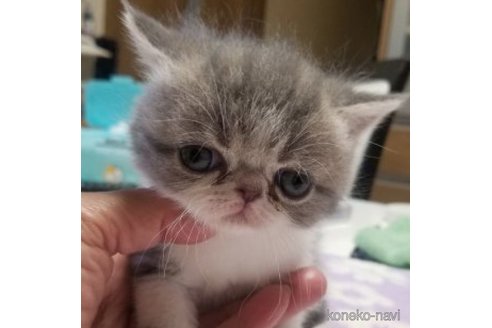 成約済の愛知県のエキゾチックショートヘア-60504