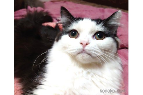 成約済の愛知県のスコティッシュフォールド-60543の2枚目