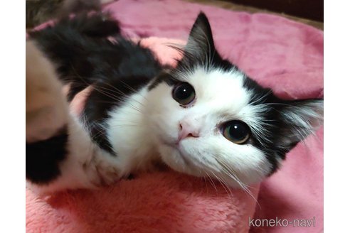 成約済の愛知県のスコティッシュフォールド-60543の3枚目