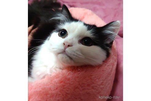 成約済の愛知県のスコティッシュフォールド-60543の4枚目