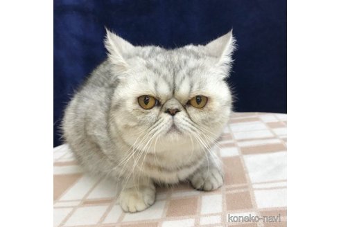 成約済の茨城県のエキゾチックショートヘア-60589