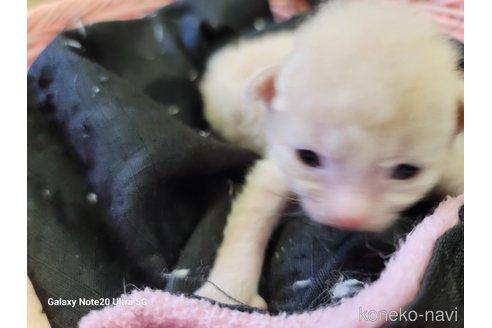 成約済の千葉県のラパーマ-60174の6枚目