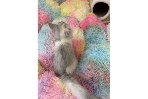 成約済の千葉県のペルシャ-60677の3枚目