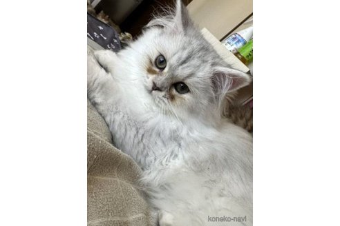 成約済の千葉県のペルシャ-60679の1枚目