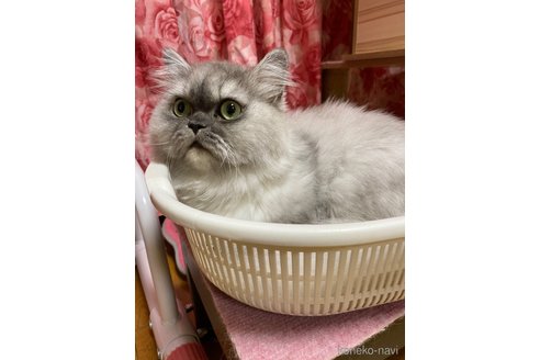 の福岡県の-