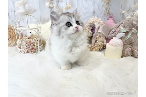 成約済の大阪府のマンチカン(短足)-58753の2枚目