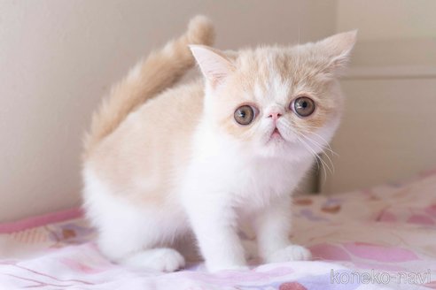 成約済の東京都のエキゾチックショートヘア-56860の20枚目
