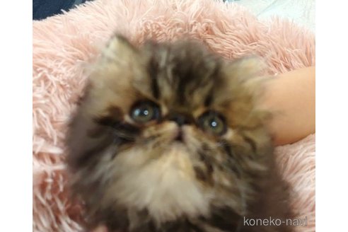 成約済の愛知県のペルシャ-61086の1枚目