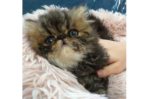 成約済の愛知県のペルシャ-61086の3枚目