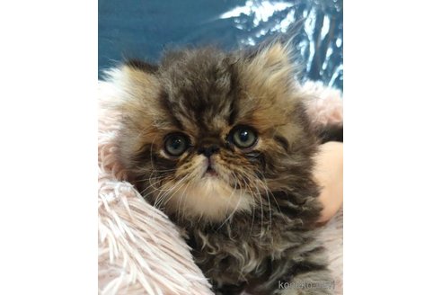 成約済の愛知県のペルシャ-61086の4枚目