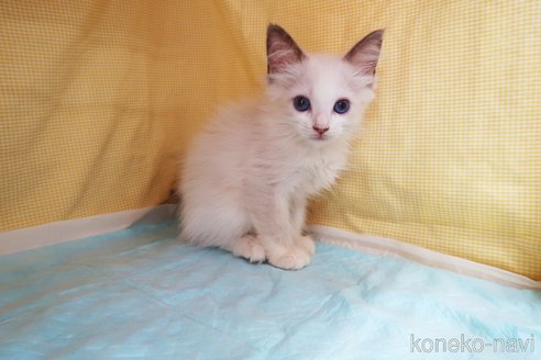 成約済の東京都のラグドール-61664の2枚目