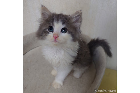 成約済の埼玉県のノルウェージャンフォレストキャット-59036の4枚目