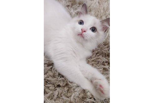 成約済の愛知県のラグドール-61216の3枚目