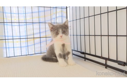 成約済の茨城県のブリティッシュショートヘア-61302