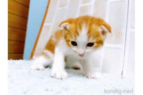 成約済の東京都のマンチカン-61361の2枚目