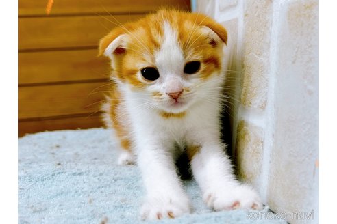 成約済の東京都のマンチカン-61361の3枚目