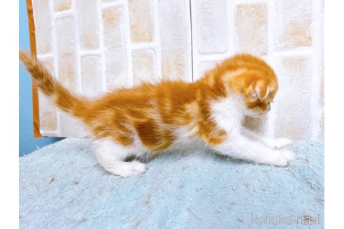 成約済の東京都のマンチカン-61361の4枚目