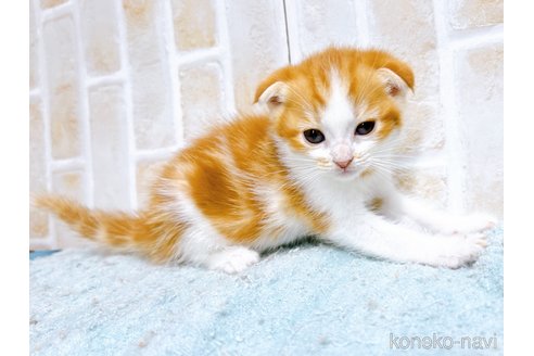 成約済の東京都のマンチカン-61361の1枚目