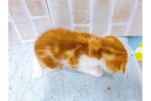 成約済の東京都のマンチカン-61361の5枚目