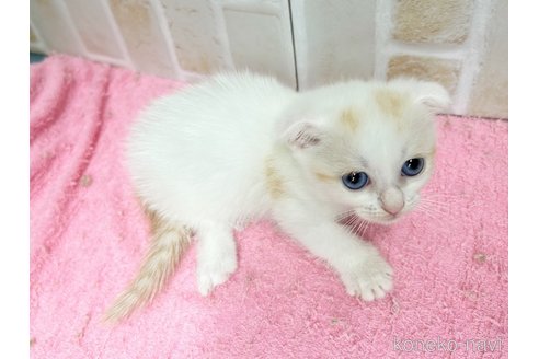 成約済の東京都のマンチカン(短足)-61359の2枚目