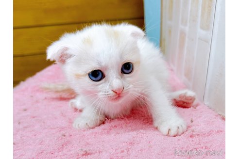 成約済の東京都のマンチカン(短足)-61359の3枚目