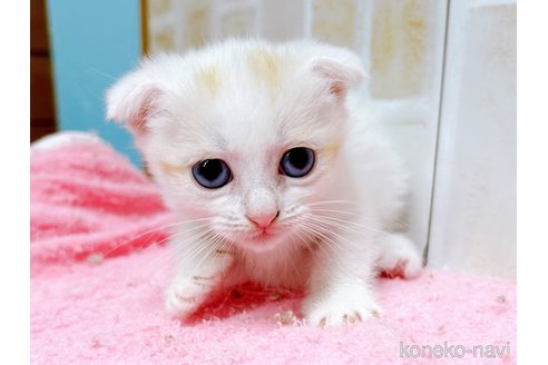 成約済の東京都のマンチカン(短足)-61359の4枚目