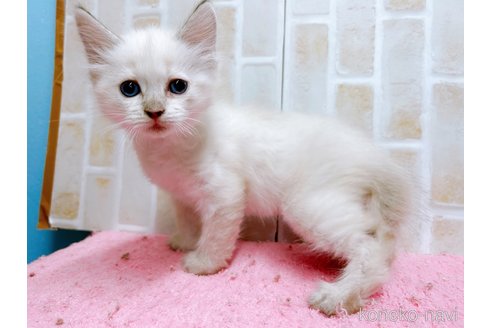 成約済の東京都のラグドール-61358の2枚目