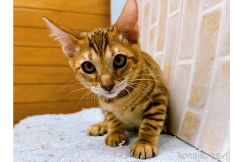 成約済の東京都のトイガー-58513の7枚目