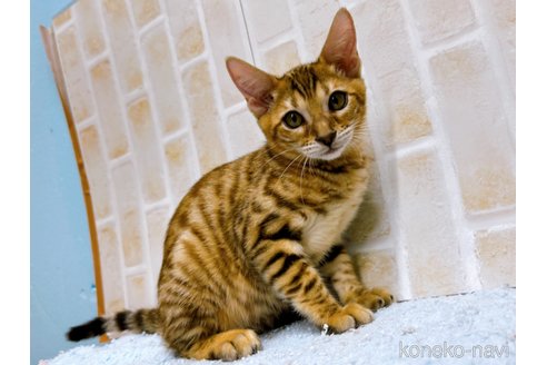 成約済の東京都のトイガー-58513の1枚目