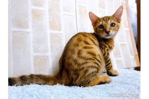 成約済の東京都のトイガー-58513の2枚目