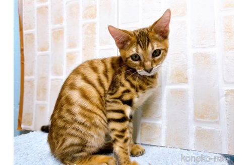 成約済の東京都のトイガー-58513の3枚目