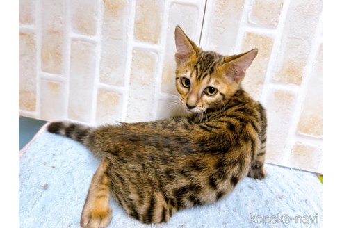 成約済の東京都のトイガー-58513の4枚目