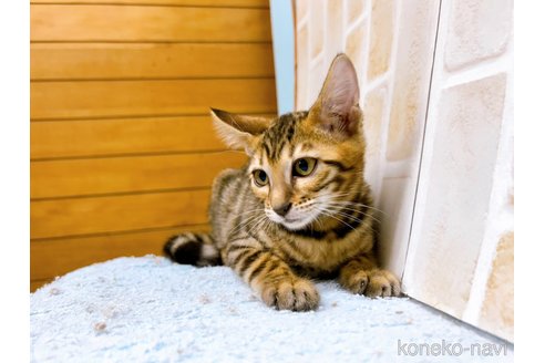 成約済の東京都のトイガー-58513の5枚目