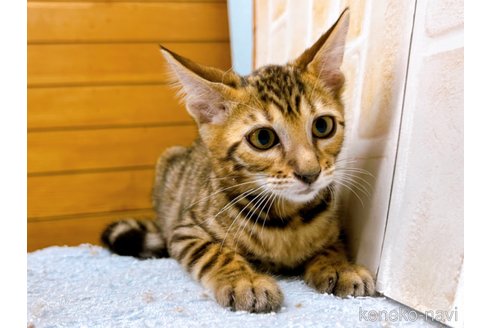 成約済の東京都のトイガー-58513の6枚目