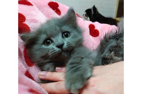 成約済の愛知県のマンチカン(短足)-59953の1枚目