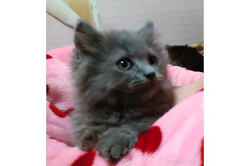 成約済の愛知県のマンチカン(短足)-59953の3枚目