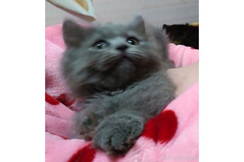 成約済の愛知県のマンチカン(短足)-59953の2枚目